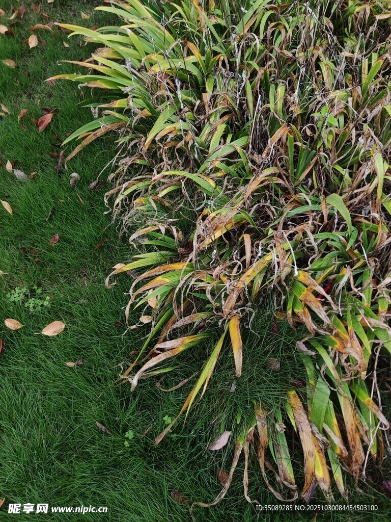 枯黃與翠綠交織的植物