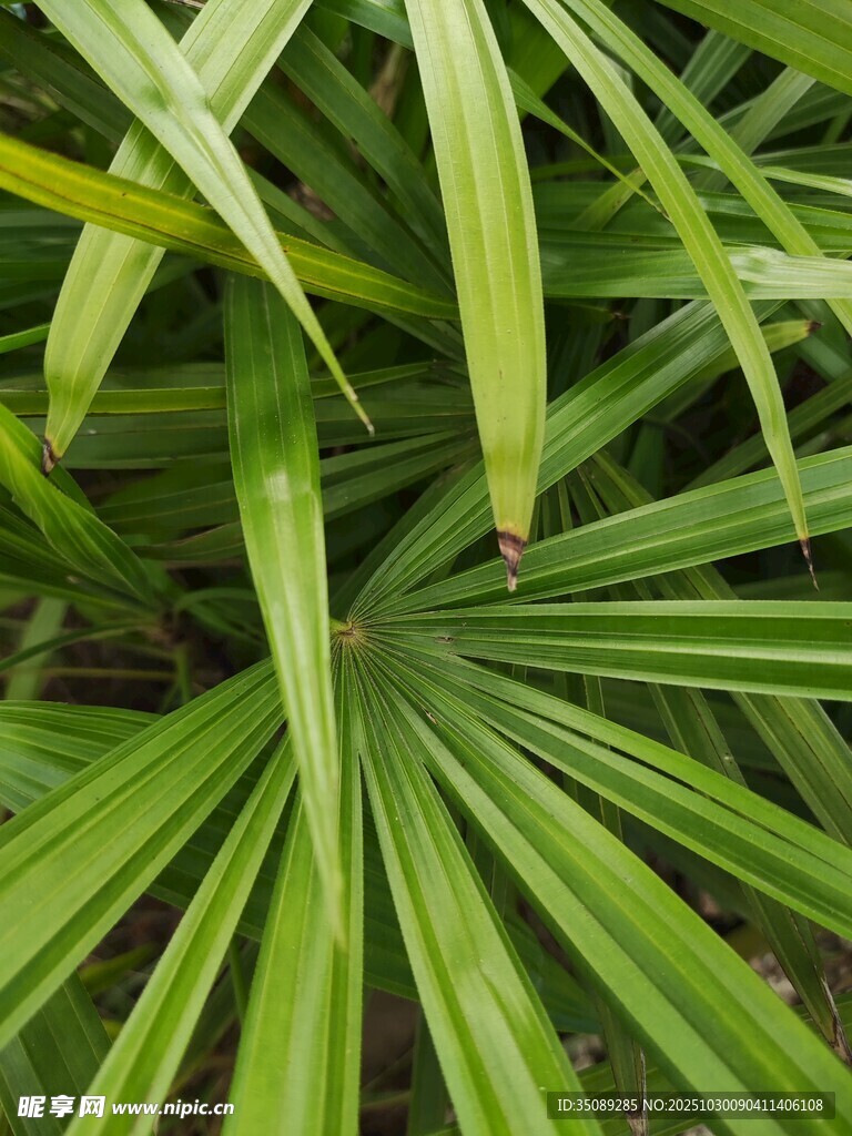 翠綠蒲葵葉片特寫(xiě)