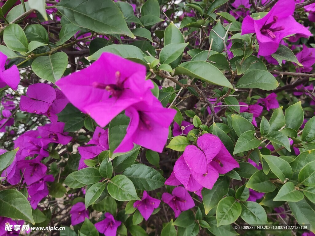 艷麗紫花綻放綠葉間