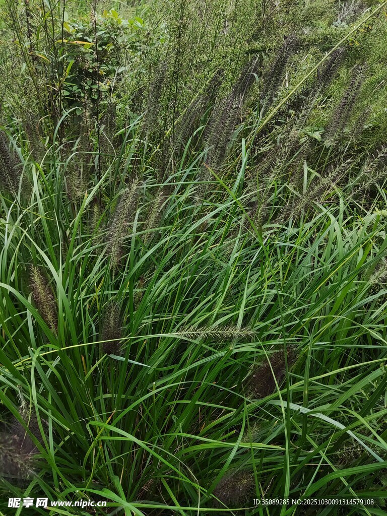 翠綠茂盛的野生草叢
