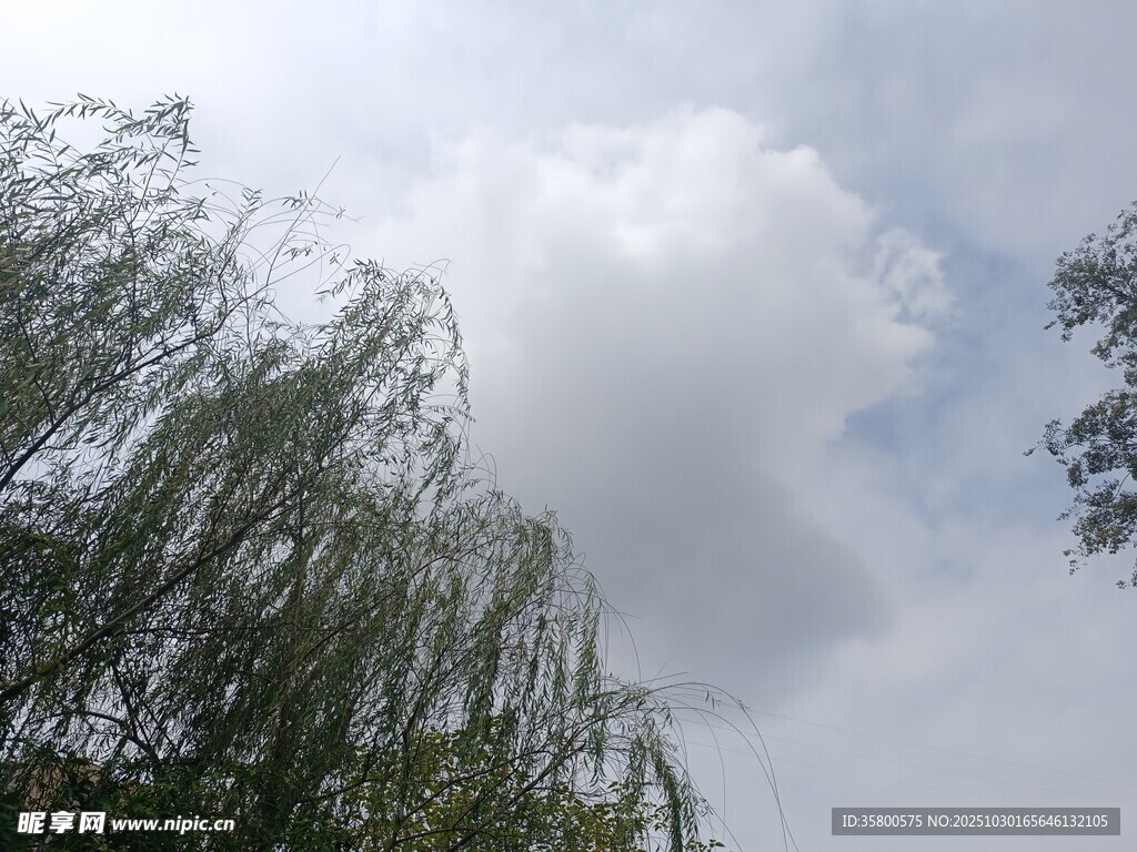 藍(lán)天白云下的垂柳