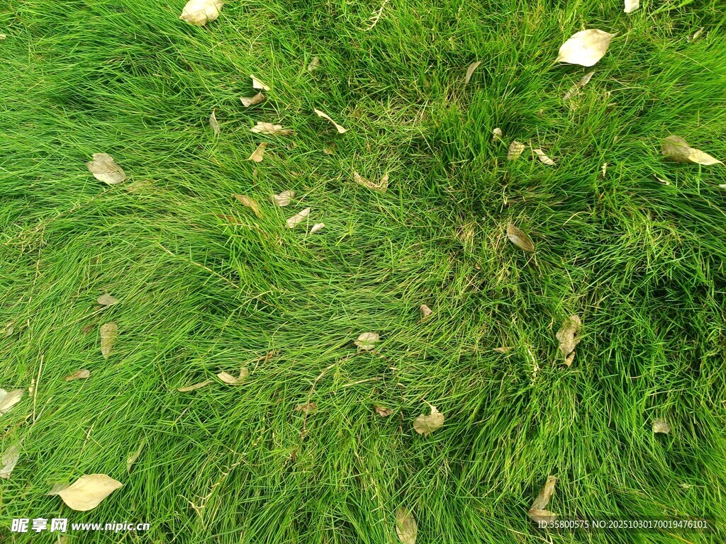 翠綠草地散落金黃葉片