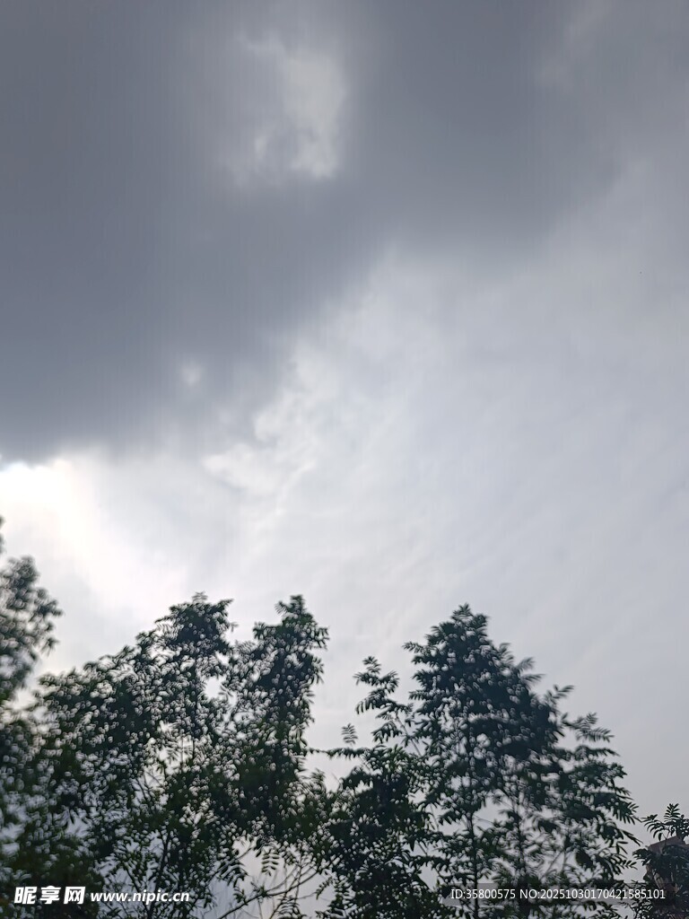 烏云下的樹(shù)梢