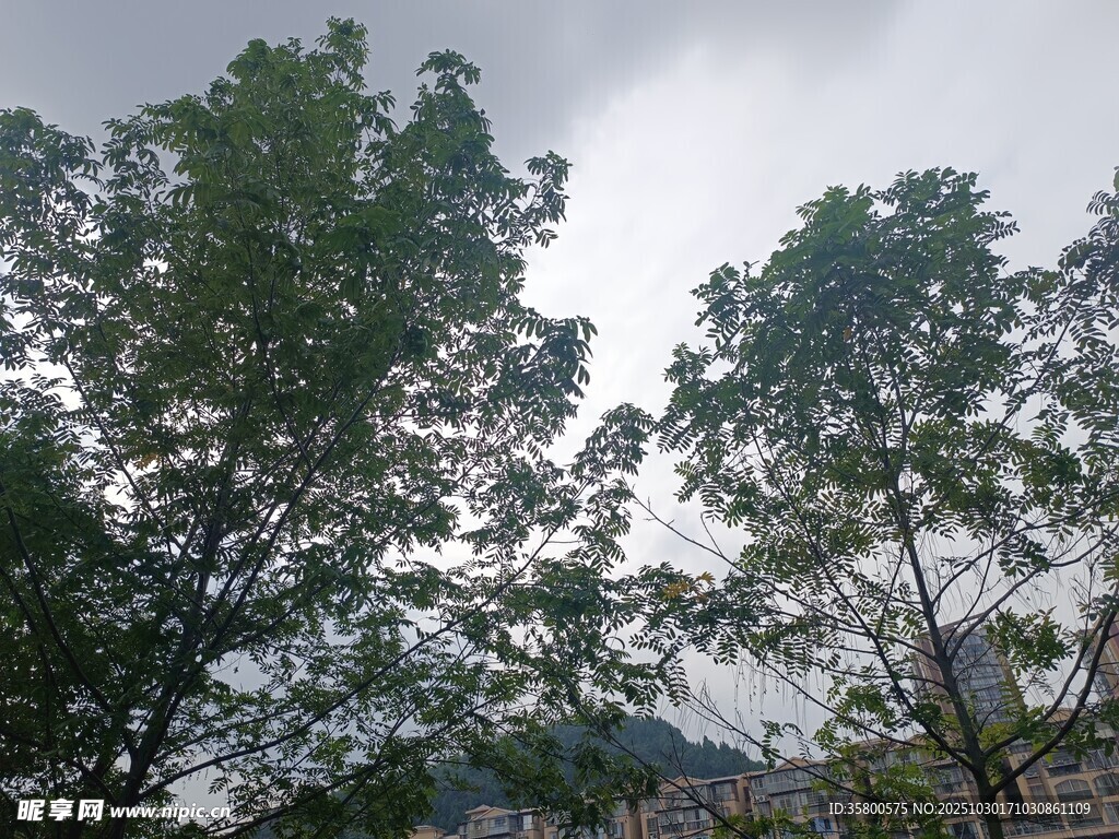 戶外綠樹藍(lán)天景象