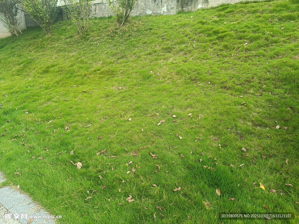 翠綠草地風(fēng)景