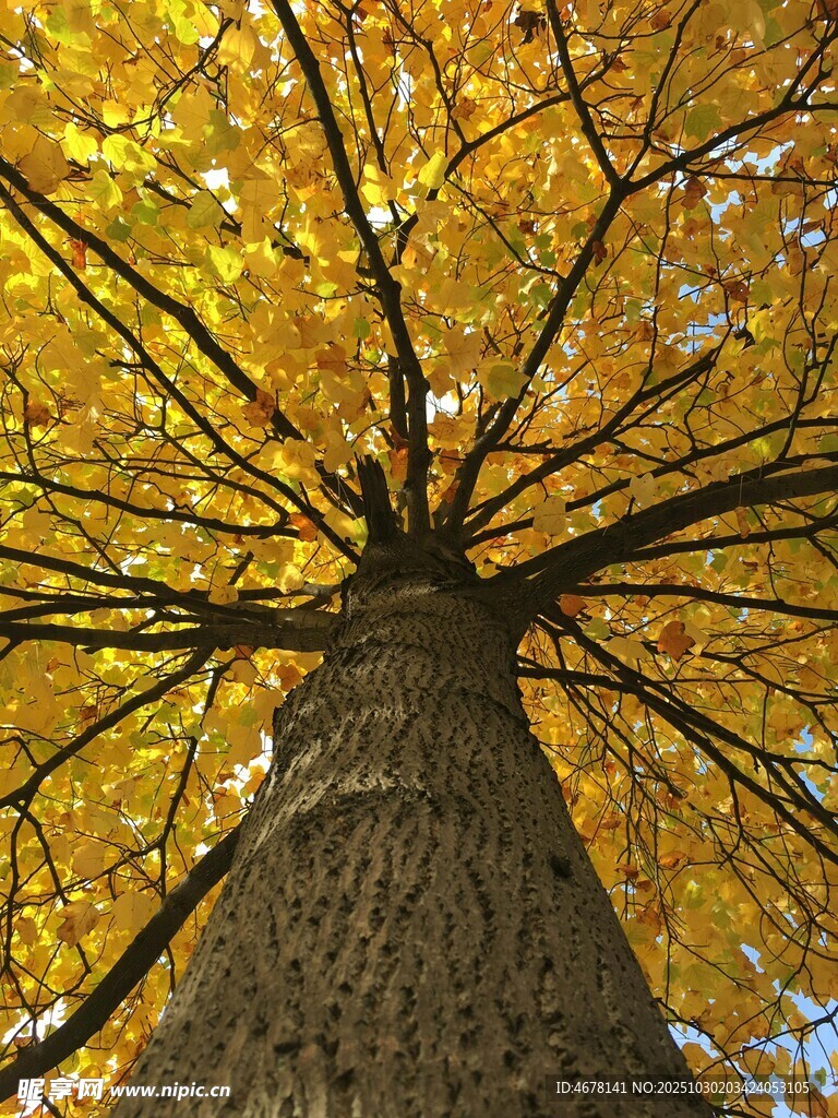 仰視金秋大樹