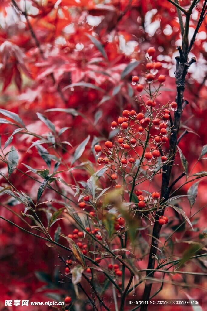 紅果紅葉枝頭美景
