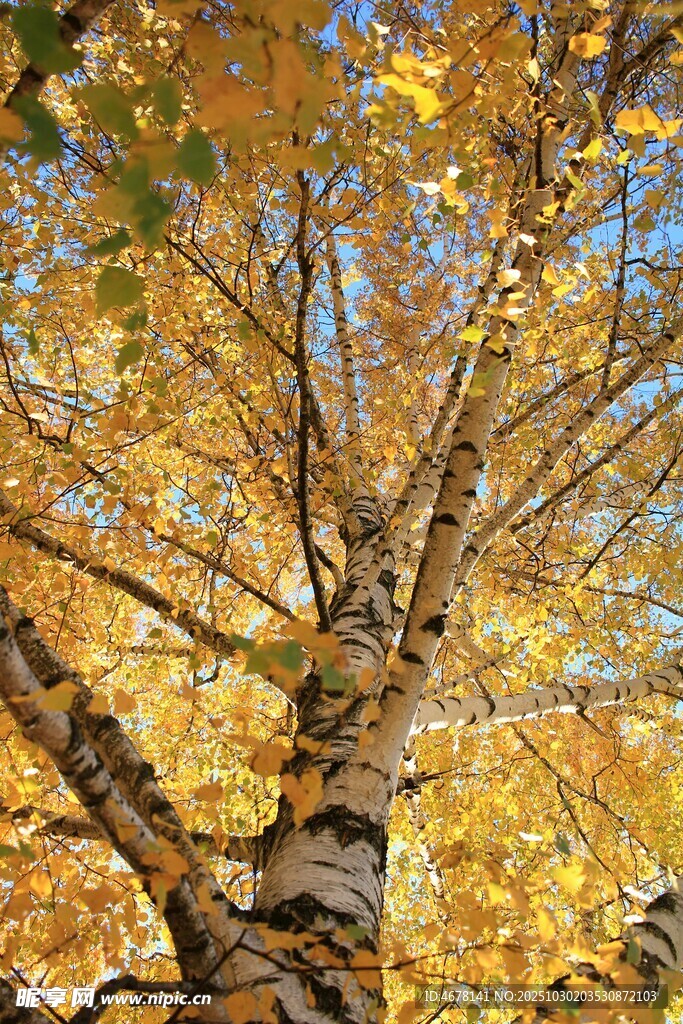 秋日白樺樹的斑斕景致