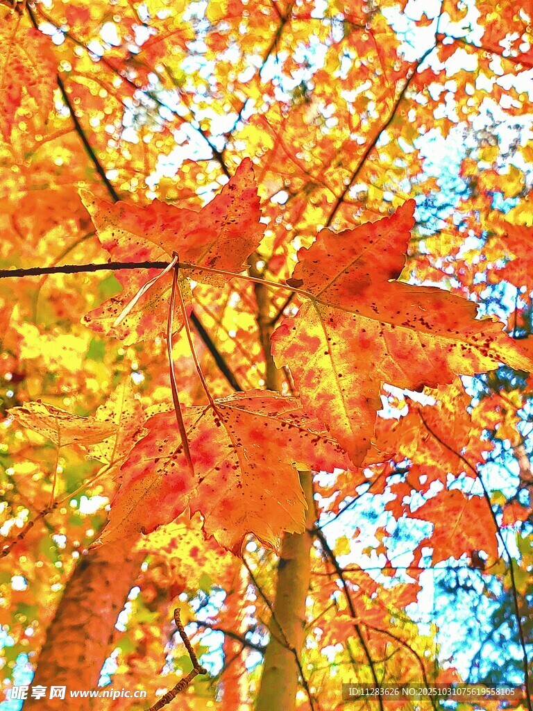 秋日斑斕楓葉樹(shù)景