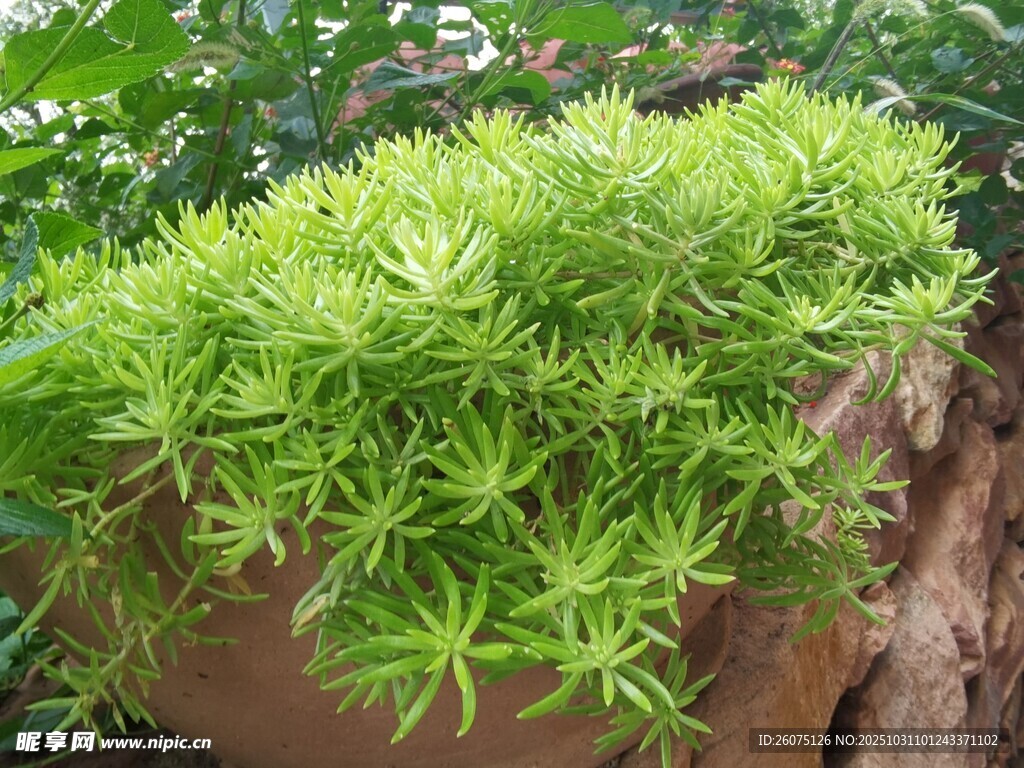 翠綠多肉植物生長于石上