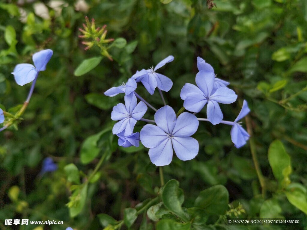 藍(lán)花綻放于翠綠枝葉間