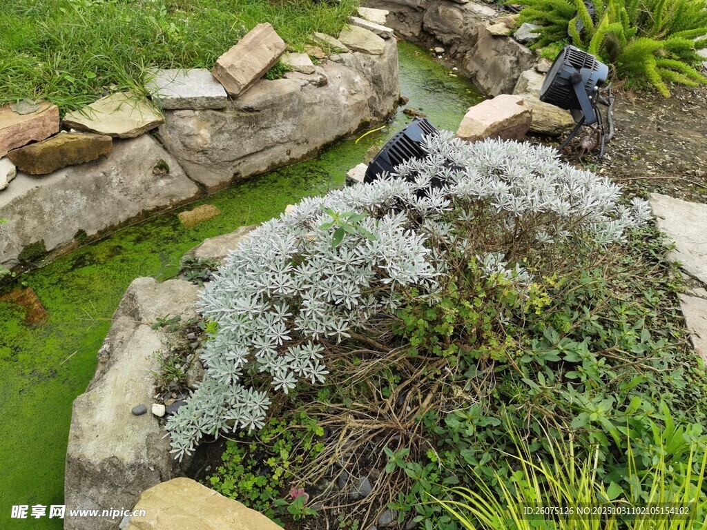 花園中的巖石與綠植景觀