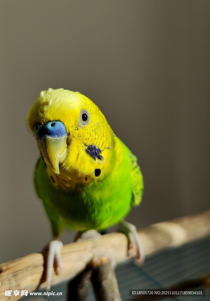 黃綠鸚鵡棲于木桿