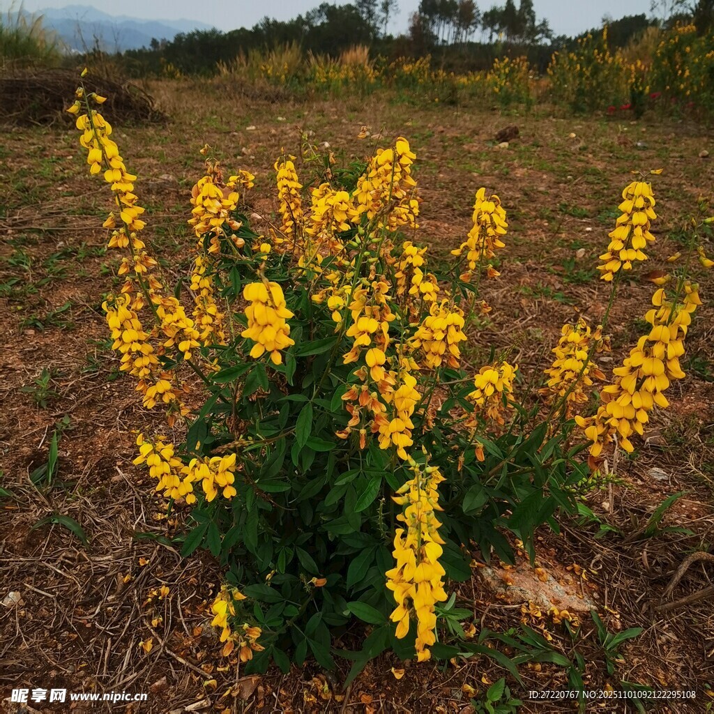 田野中的黃色小花綻放