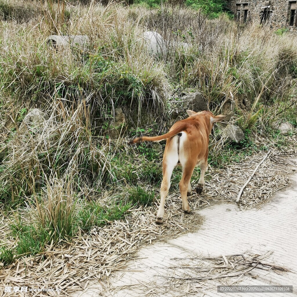 小路上的棕色小牛