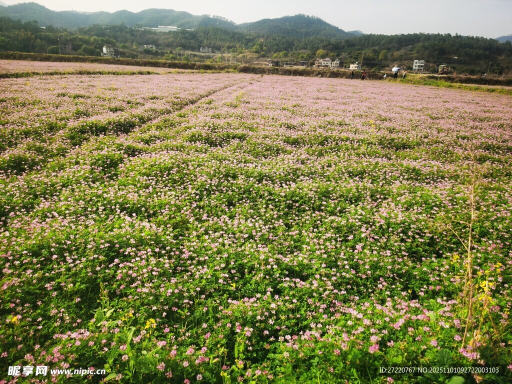 廣袤田野綠意盎然
