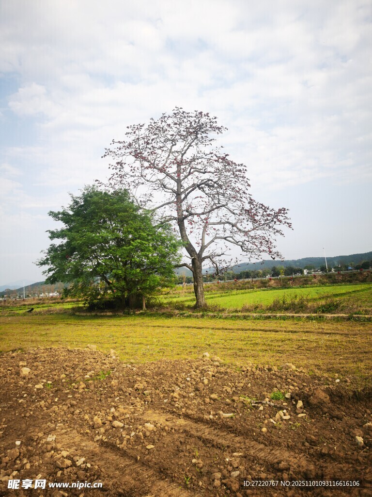 田野孤樹風景圖