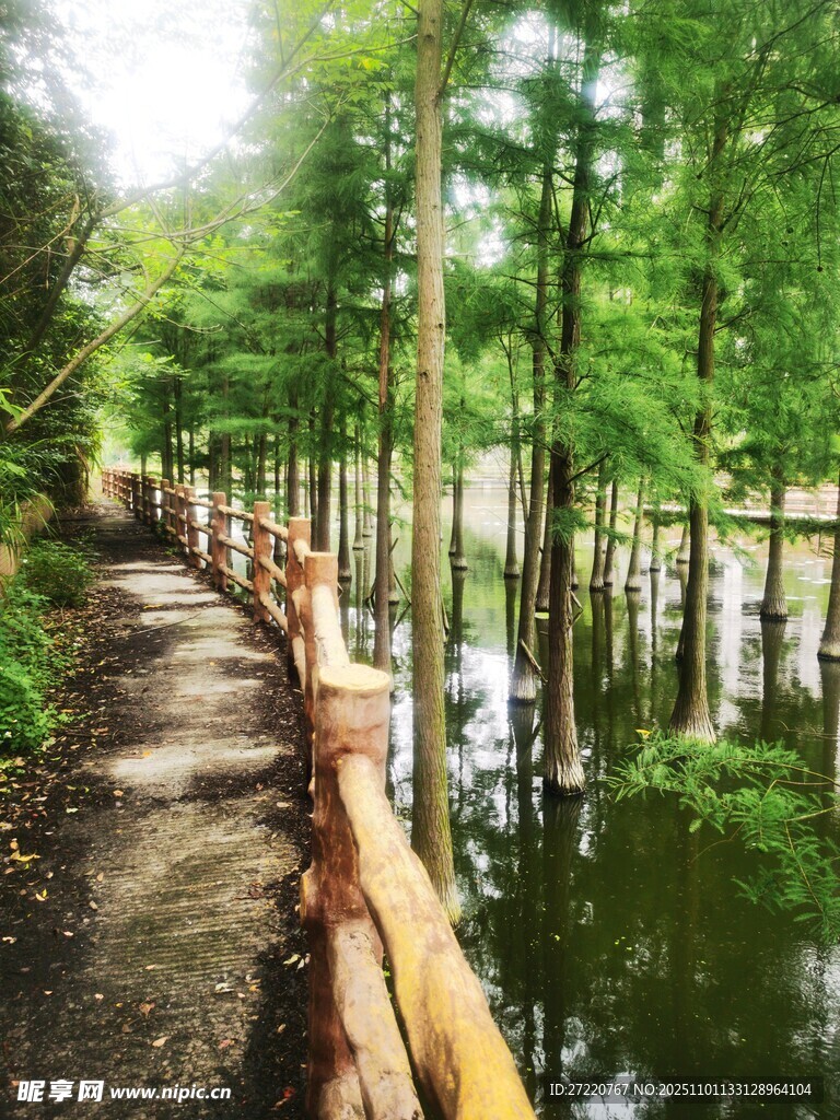 林間木棧道 漫步自然間