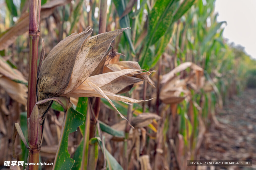 成熟玉米田景象