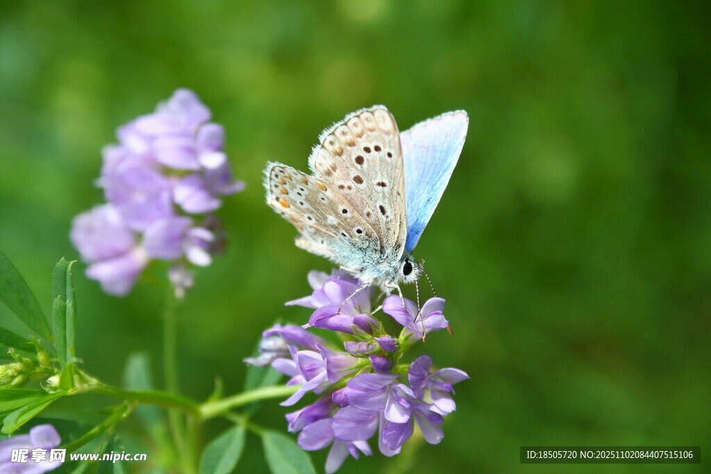 藍(lán)蝶停駐紫花上