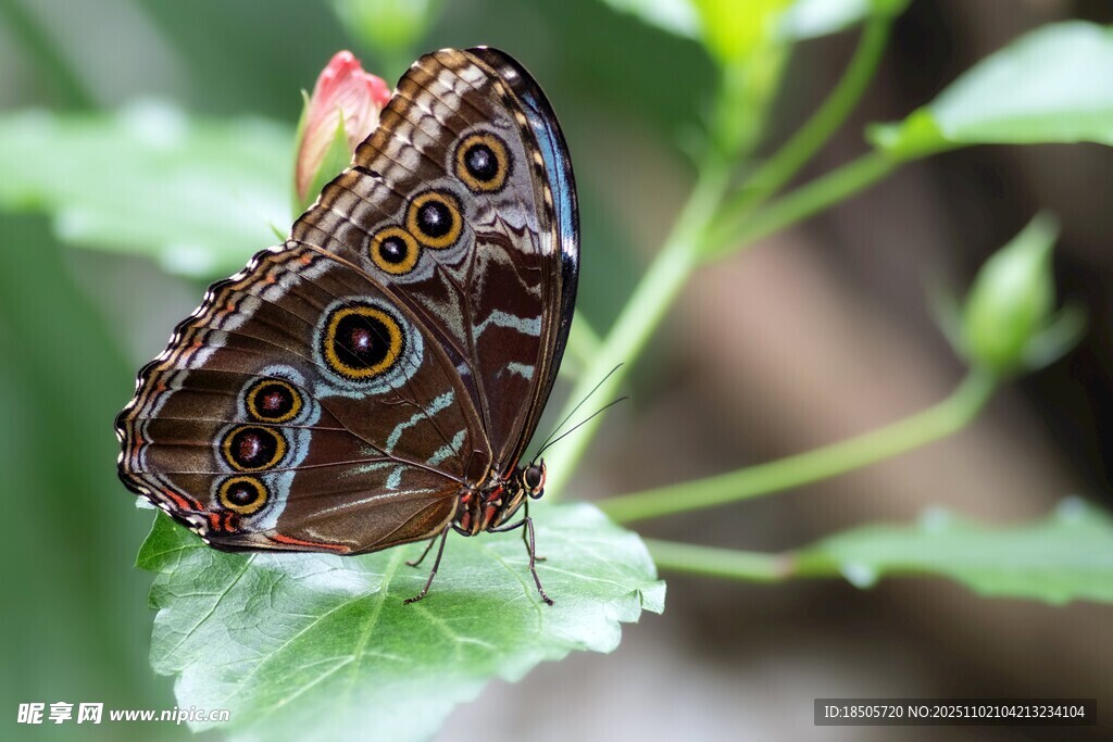 枯葉蛺蝶停駐綠葉上