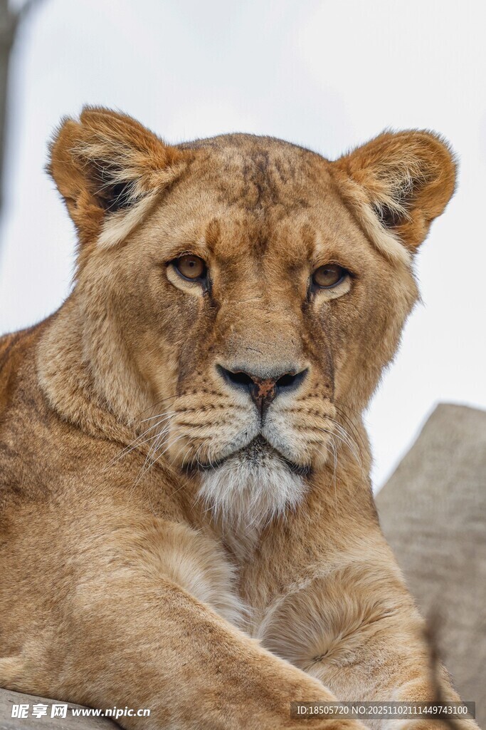 休憩的母獅