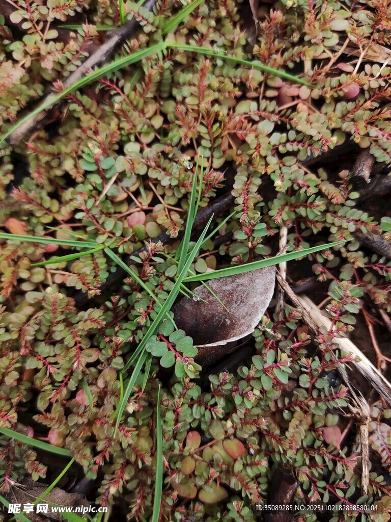 草叢中的神秘小物件