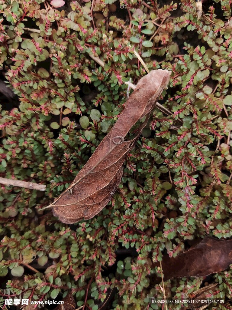 落葉覆于多彩植物之上