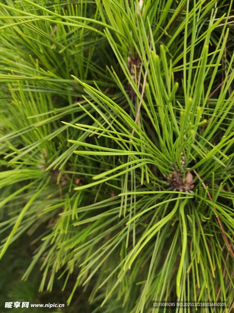 松針特寫
