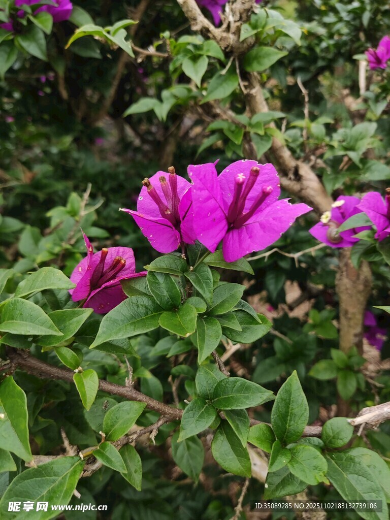 嬌艷三角梅綻放綠葉間