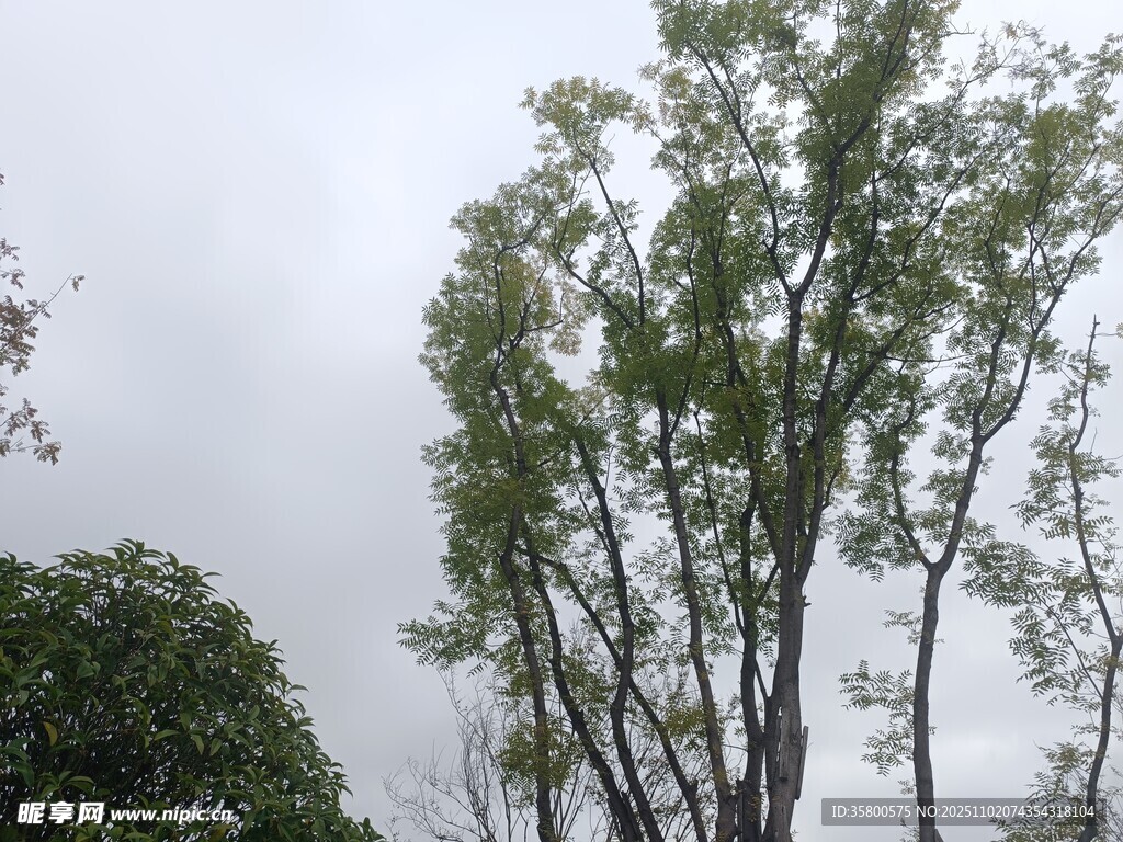 雨中挺立的蔥郁樹木