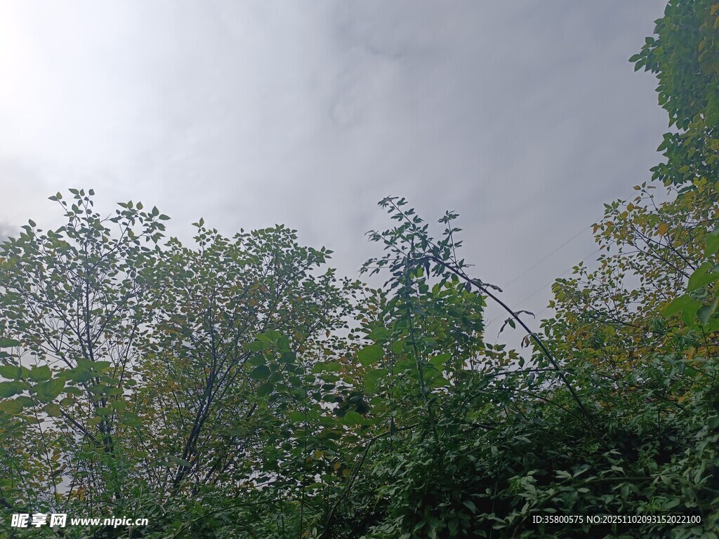 樹林上方的陰沉天空