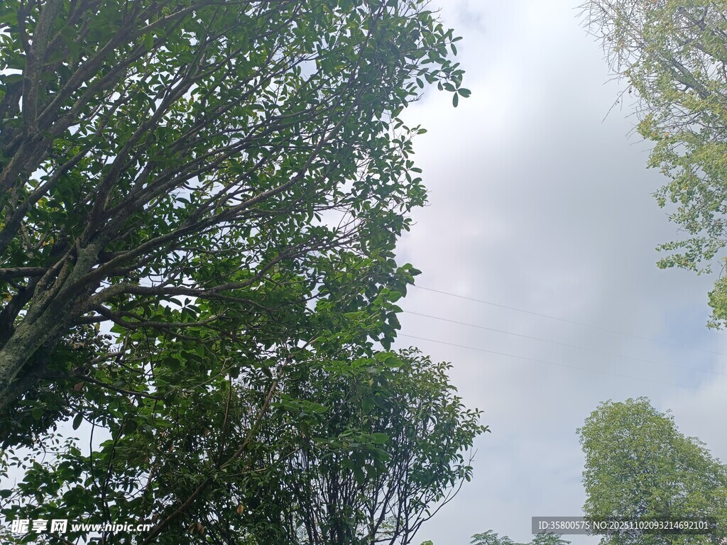 仰視綠樹間的朦朧天空