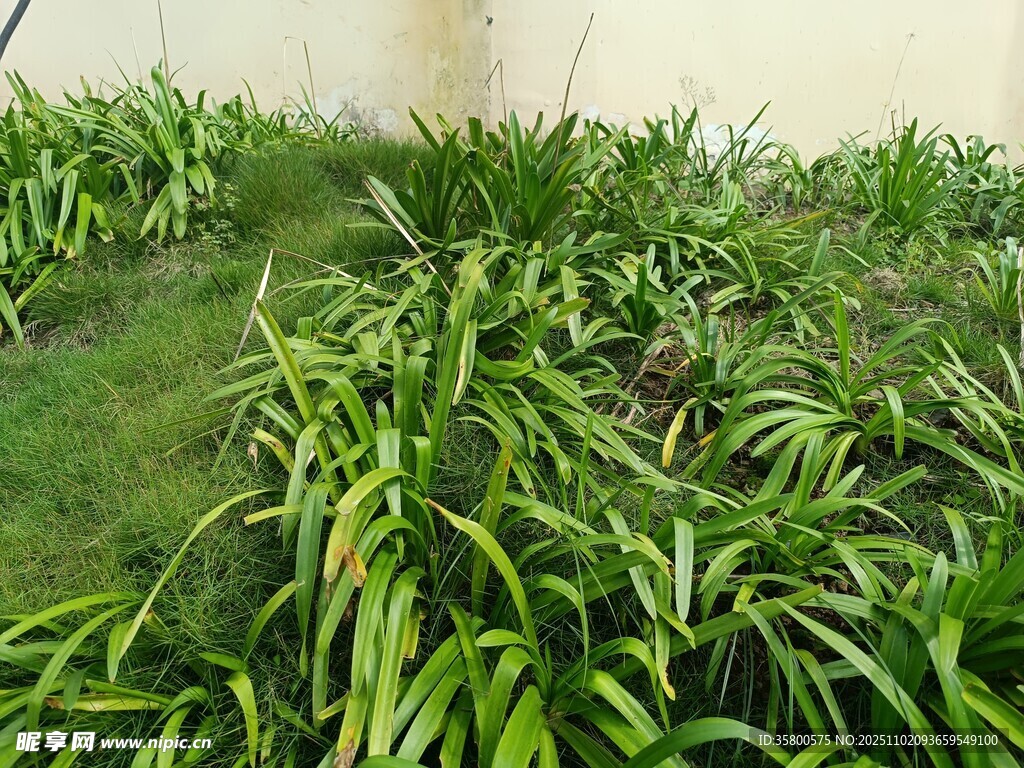 翠綠繁茂的室內(nèi)綠植景觀