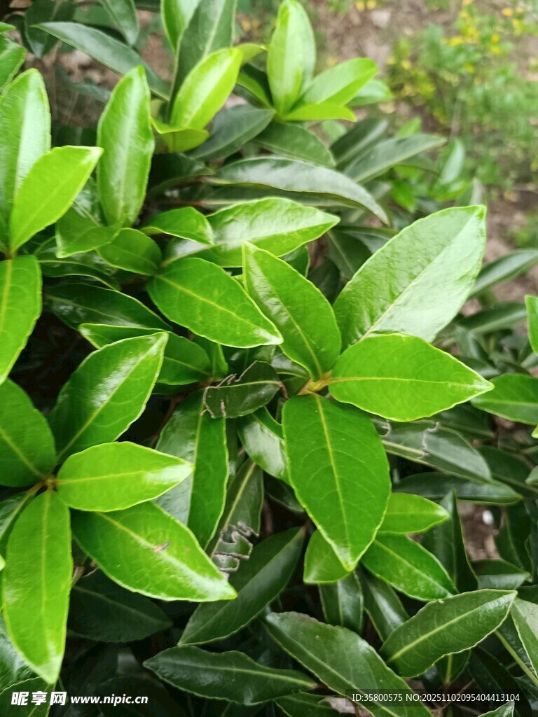 翠綠葉片的清新植物