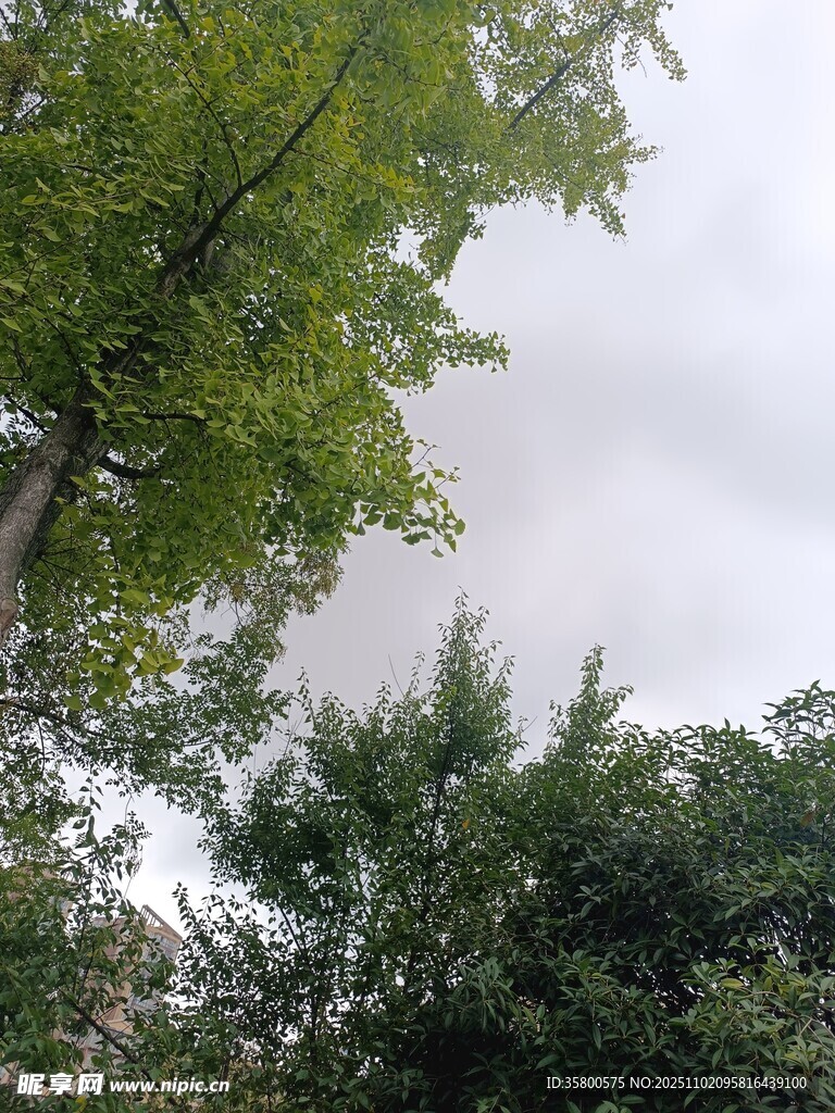 綠樹(shù)成蔭的自然景象