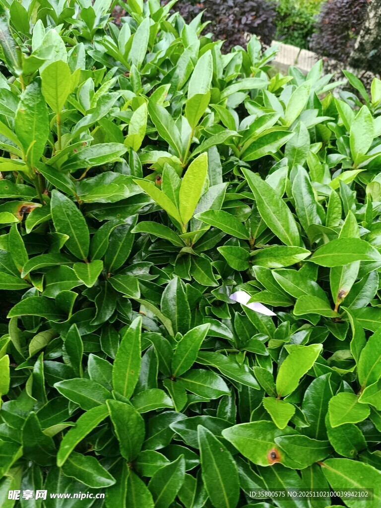 翠綠繁茂的生機(jī)植物