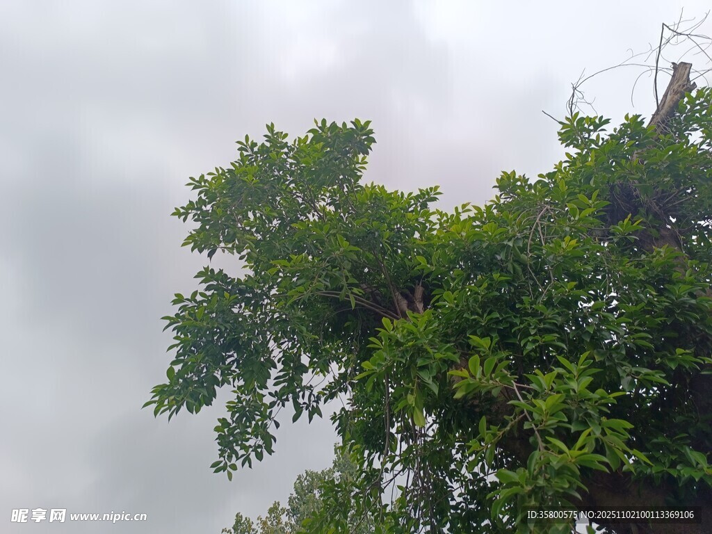 樹冠映于灰藍(lán)天際