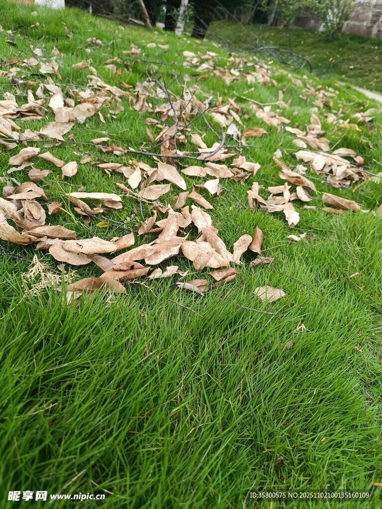 草地上的枯黃落葉