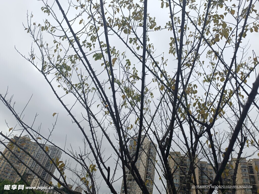 枝頭新綠初綻的樹木