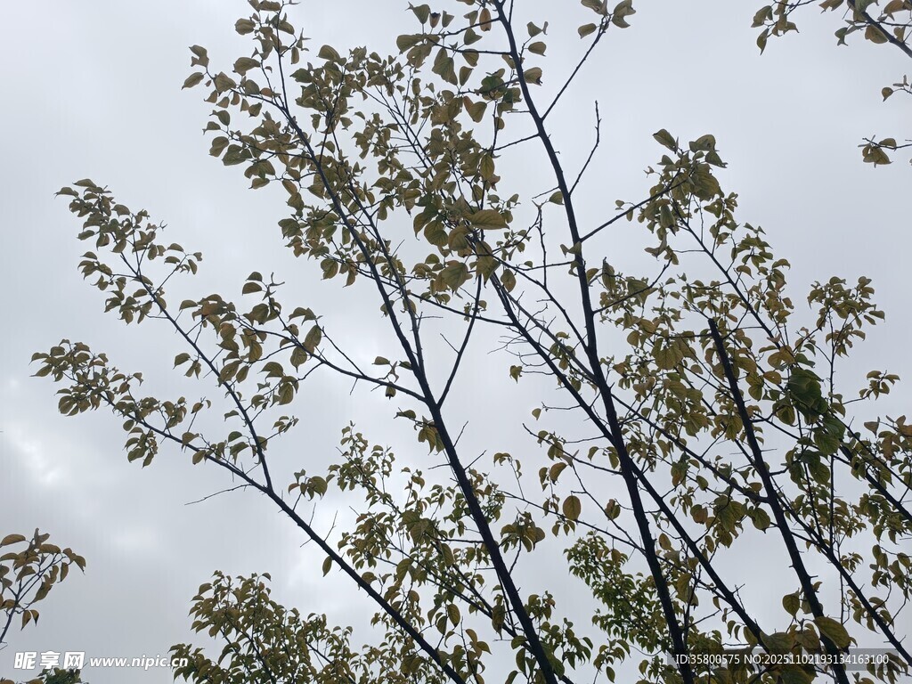 天空下的繁茂樹枝