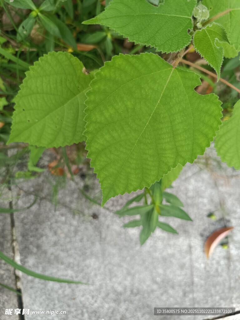 地面上的嫩綠植物葉片