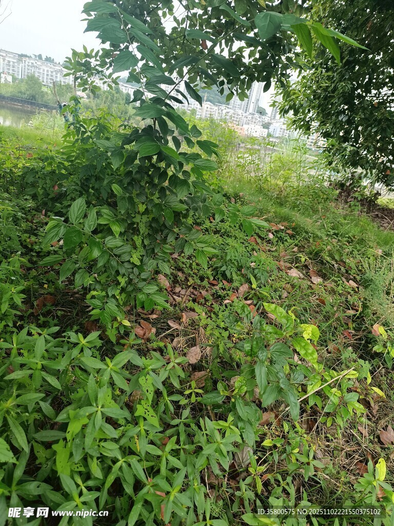 綠意盎然的野外植被景觀