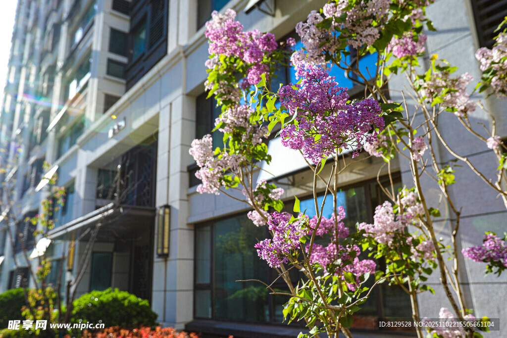 城市中綻放的爛漫花枝