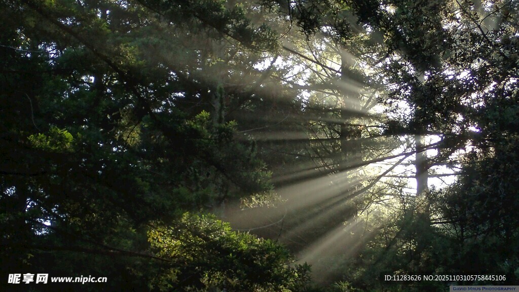 林間陽光穿透樹葉美景