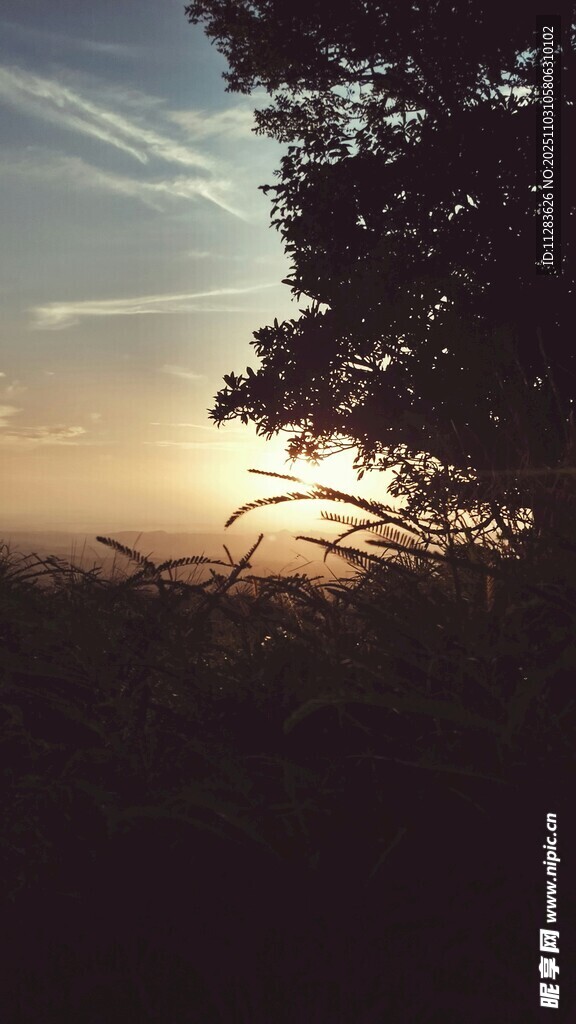 日落時分的樹影美景