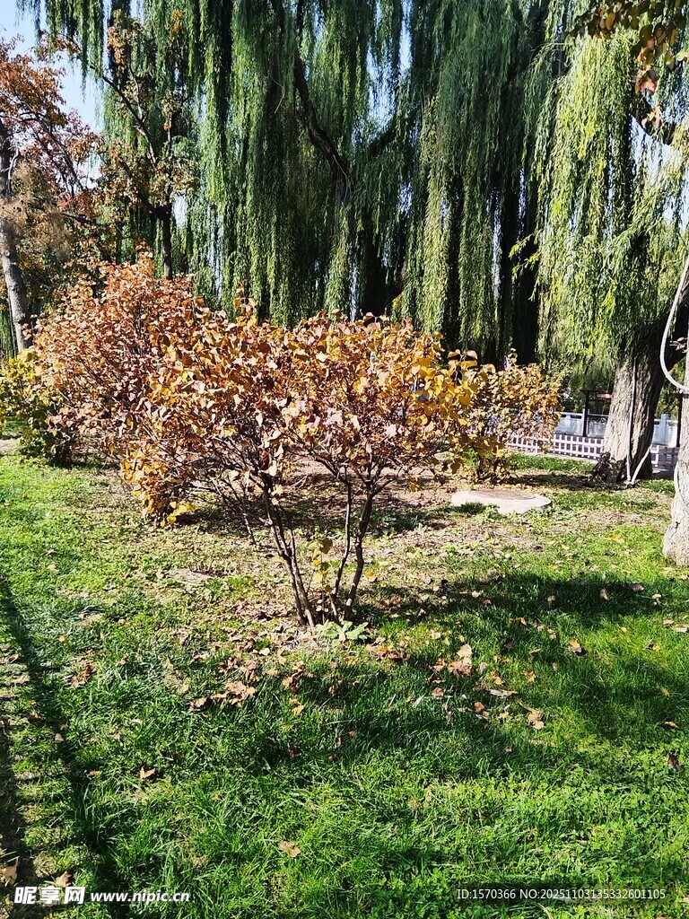 秋日公園內(nèi)的多彩樹木景觀