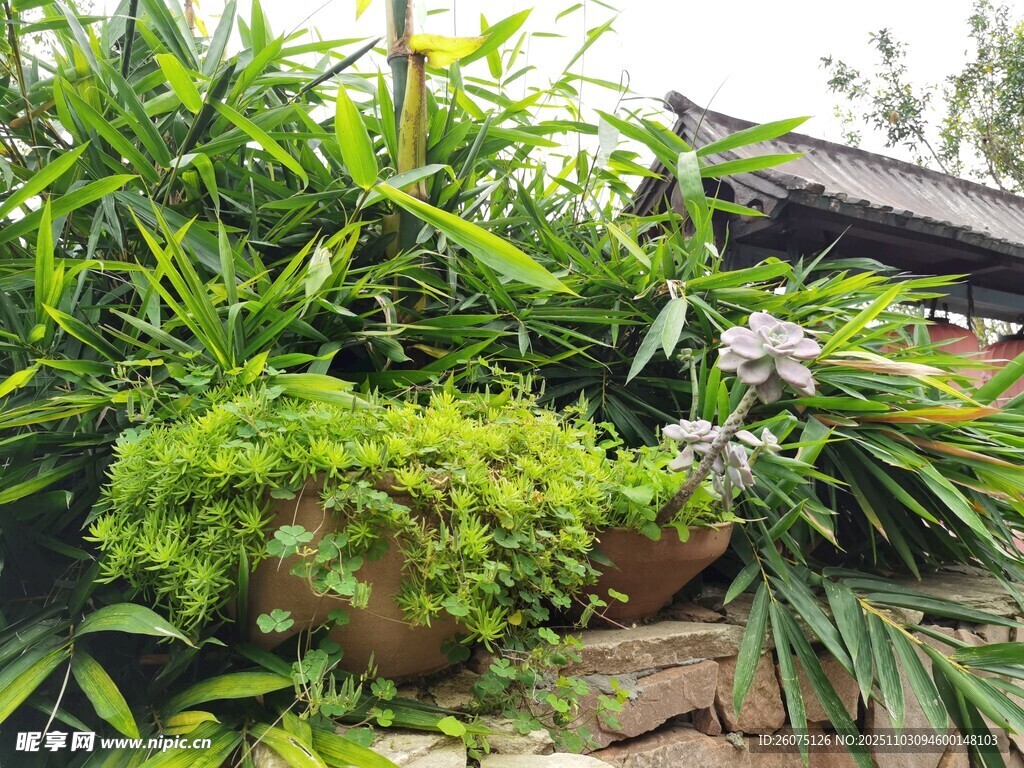 屋頂綠植景觀