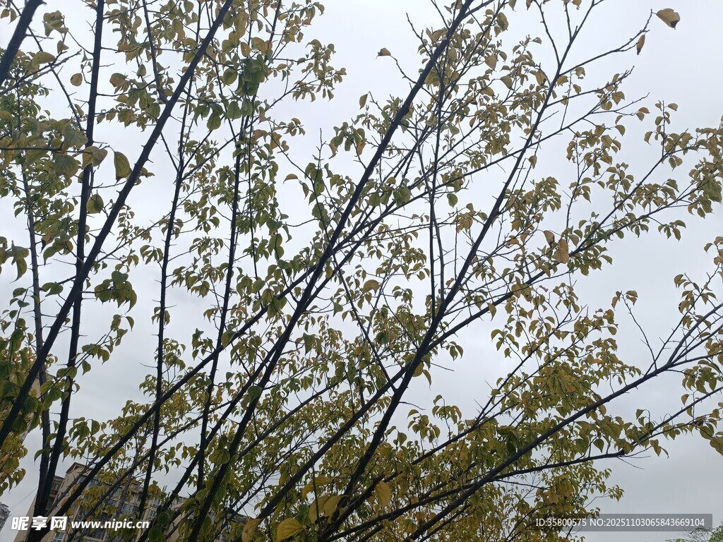 秋日樹枝上的黃綠樹葉