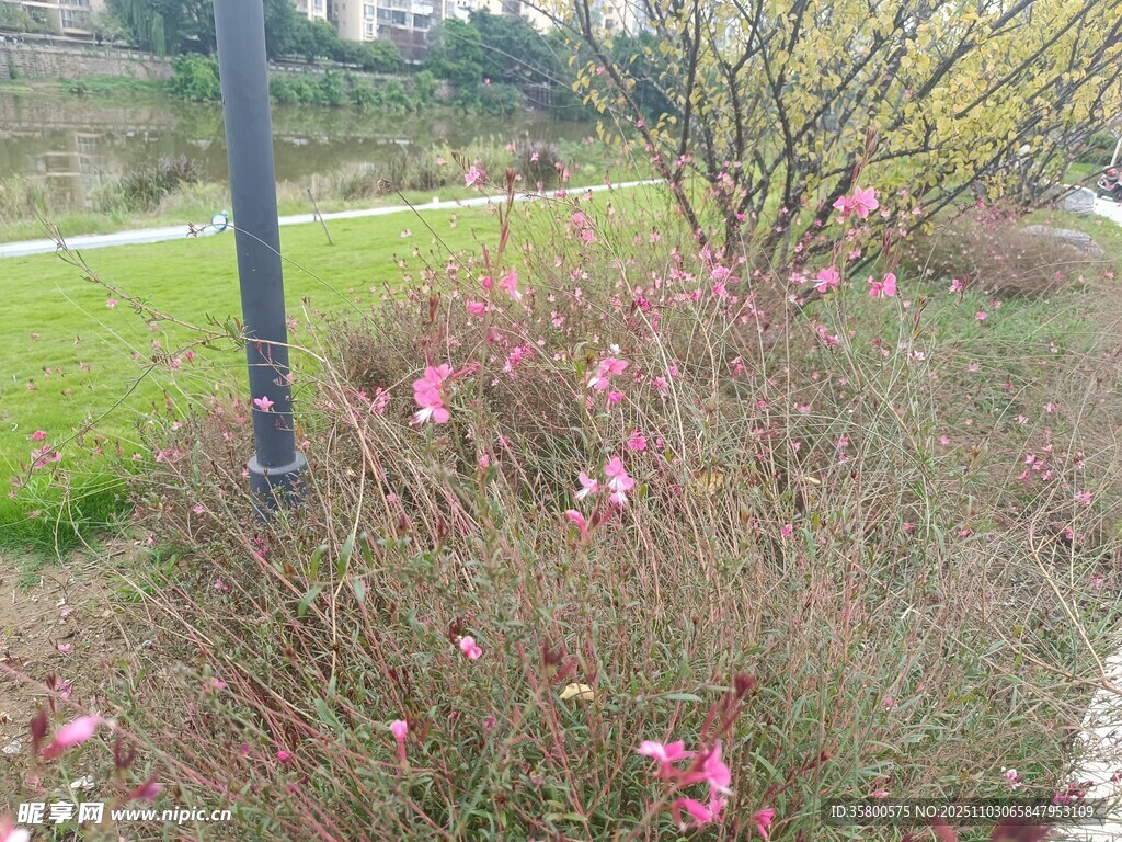 路邊綻放的粉色花卉